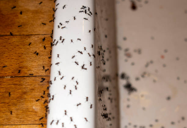 Best Wildlife Control Services  in Bigfoot, TX