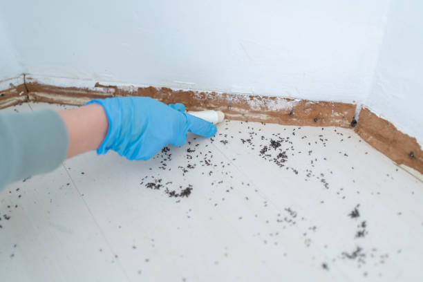 Best Wasp Removal Services  in Bigfoot, TX